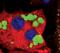Lipase E, Hormone Sensitive Type antibody, PA5-17196, Invitrogen Antibodies, Immunofluorescence image 