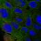 Perilipin 4 antibody, HPA044682, Atlas Antibodies, Immunofluorescence image 