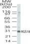 Regulator Of G Protein Signaling 18 antibody, TA336471, Origene, Western Blot image 