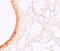 Solute Carrier Family 39 Member 3 antibody, 6085, ProSci Inc, Immunohistochemistry frozen image 