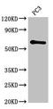 Histamine Receptor H1 antibody, LS-C678246, Lifespan Biosciences, Western Blot image 