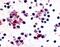 Prostacyclin receptor antibody, NLS4395, Novus Biologicals, Immunohistochemistry frozen image 