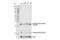 H2A Histone Family Member Z antibody, 68135S, Cell Signaling Technology, Western Blot image 