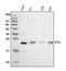 Protein BTG2 antibody, A01461-1, Boster Biological Technology, Western Blot image 