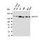 Laminin Subunit Gamma 1 antibody, orb76095, Biorbyt, Western Blot image 