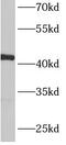 Beta-centractin antibody, FNab00126, FineTest, Western Blot image 