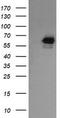 RIO Kinase 2 antibody, TA505140AM, Origene, Western Blot image 