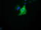 HsMAD2 antibody, LS-C115645, Lifespan Biosciences, Immunofluorescence image 