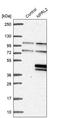 NPR2 Like, GATOR1 Complex Subunit antibody, PA5-58290, Invitrogen Antibodies, Western Blot image 