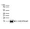 Histone Cluster 4 H4 antibody, TA347216, Origene, Western Blot image 