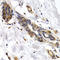 Pyruvate Kinase L/R antibody, LS-C346055, Lifespan Biosciences, Immunohistochemistry frozen image 