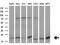 Ubiquitin Like 4A antibody, M07314, Boster Biological Technology, Western Blot image 