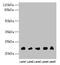 Neurensin-1 antibody, LS-C399838, Lifespan Biosciences, Western Blot image 