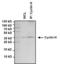 Cyclin H antibody, MA3-025, Invitrogen Antibodies, Immunoprecipitation image 