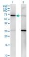 Eukaryotic Translation Initiation Factor 2 Subunit Gamma antibody, H00001968-M01, Novus Biologicals, Western Blot image 