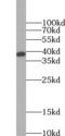 Annexin A2 antibody, FNab00431, FineTest, Western Blot image 