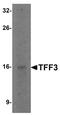 Trefoil Factor 3 antibody, PA5-21081, Invitrogen Antibodies, Western Blot image 