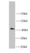 Mannose Phosphate Isomerase antibody, FNab05283, FineTest, Western Blot image 