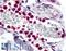 Adhesion G Protein-Coupled Receptor E3 antibody, LS-A6604, Lifespan Biosciences, Immunohistochemistry frozen image 