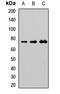 Neural Precursor Cell Expressed, Developmentally Down-Regulated 9 antibody, orb412111, Biorbyt, Western Blot image 