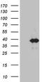 Kruppel Like Factor 7 antibody, TA812009, Origene, Western Blot image 