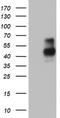 SCARA1 antibody, TA802828S, Origene, Western Blot image 