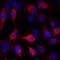 Cytokeratin antibody, A500-019A, Bethyl Labs, Immunofluorescence image 