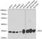 Electron transfer flavoprotein subunit alpha, mitochondrial antibody, 23-094, ProSci, Western Blot image 