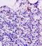 C-X-C Motif Chemokine Ligand 10 antibody, orb10277, Biorbyt, Immunohistochemistry paraffin image 