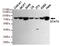 STAT3 antibody, MBS475199, MyBioSource, Western Blot image 
