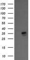 Kinesin Family Member 25 antibody, MA5-26133, Invitrogen Antibodies, Western Blot image 