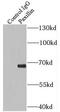 Paxillin antibody, FNab06178, FineTest, Immunoprecipitation image 