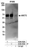 RDR antibody, A304-352A, Bethyl Labs, Immunoprecipitation image 
