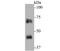 Neutrophil Cytosolic Factor 2 antibody, NBP2-75605, Novus Biologicals, Western Blot image 