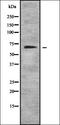Forkhead box protein N1 antibody, orb337552, Biorbyt, Western Blot image 