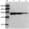 alpha-Tubulin antibody, LS-C203227, Lifespan Biosciences, Western Blot image 
