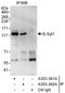 Extended Synaptotagmin 1 antibody, A303-361A, Bethyl Labs, Immunoprecipitation image 