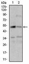 Protein wntless homolog antibody, orb157332, Biorbyt, Western Blot image 