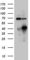 Homeobox C4 antibody, TA809708S, Origene, Western Blot image 
