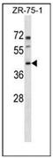 Pannexin 3 antibody, AP53158PU-N, Origene, Western Blot image 