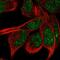 Zinc Finger Protein 878 antibody, HPA052735, Atlas Antibodies, Immunofluorescence image 