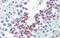 Klotho Beta antibody, A05877, Boster Biological Technology, Immunohistochemistry frozen image 