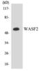 WASP Family Member 2 antibody, orb375730, Biorbyt, Western Blot image 