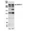 Ankyrin Repeat Domain 17 antibody, NB100-86995, Novus Biologicals, Western Blot image 