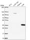 Alcohol Dehydrogenase 6 (Class V) antibody, HPA067946, Atlas Antibodies, Western Blot image 