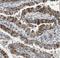 Calregulin antibody, FNab01224, FineTest, Immunohistochemistry frozen image 