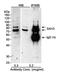SAH3 antibody, A300-261A, Bethyl Labs, Immunoprecipitation image 