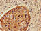Zinc Finger Protein 695 antibody, LS-C675156, Lifespan Biosciences, Immunohistochemistry paraffin image 