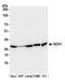 GTP cyclohydrolase I antibody, A305-296A, Bethyl Labs, Western Blot image 