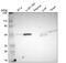 NDRG Family Member 2 antibody, HPA003590, Atlas Antibodies, Western Blot image 